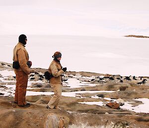 Two biologists counting breeding Adelie penguins on an island