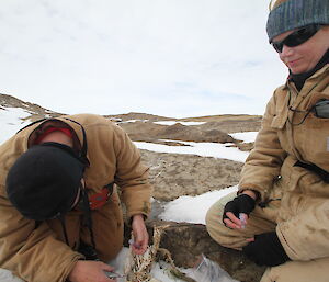 Feathers and flesh being collected from dead penguins as part of a population genetics study