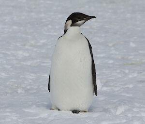 A fully fledged emperor penguin chick
