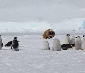 A biologist collects faecal smaples whist a group of fledging chicks and a few adults pay little attention