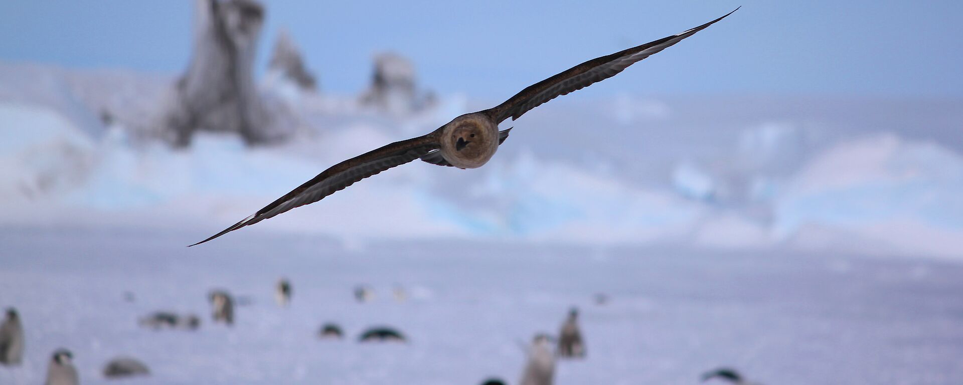 A skua soaring over the emperor penguin colony which is out of focus