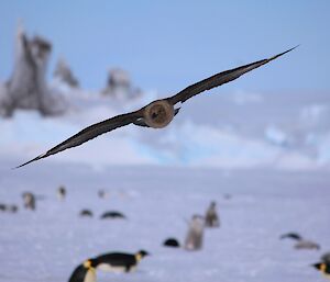 A skua soaring over the emperor penguin colony which is out of focus