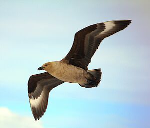 South poar skua in flight