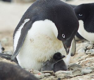 An Adelie penguin with 2 very small chicks