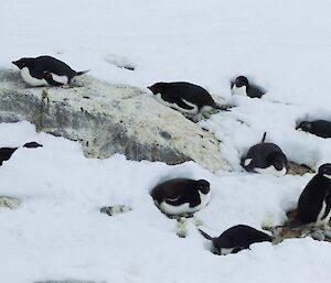 Adelie penguins on their nests with the surrounding ground covered in deep snow