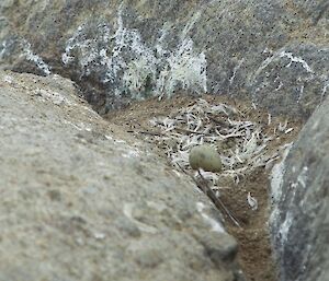 A skua’s green mottled egg in a small depression in the ground covered with feathers