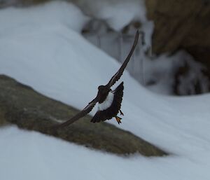 A Wilson storm petrel in flight