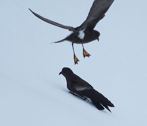 Two Wilson storm petrels, one in flight displaying the its yellow webbing