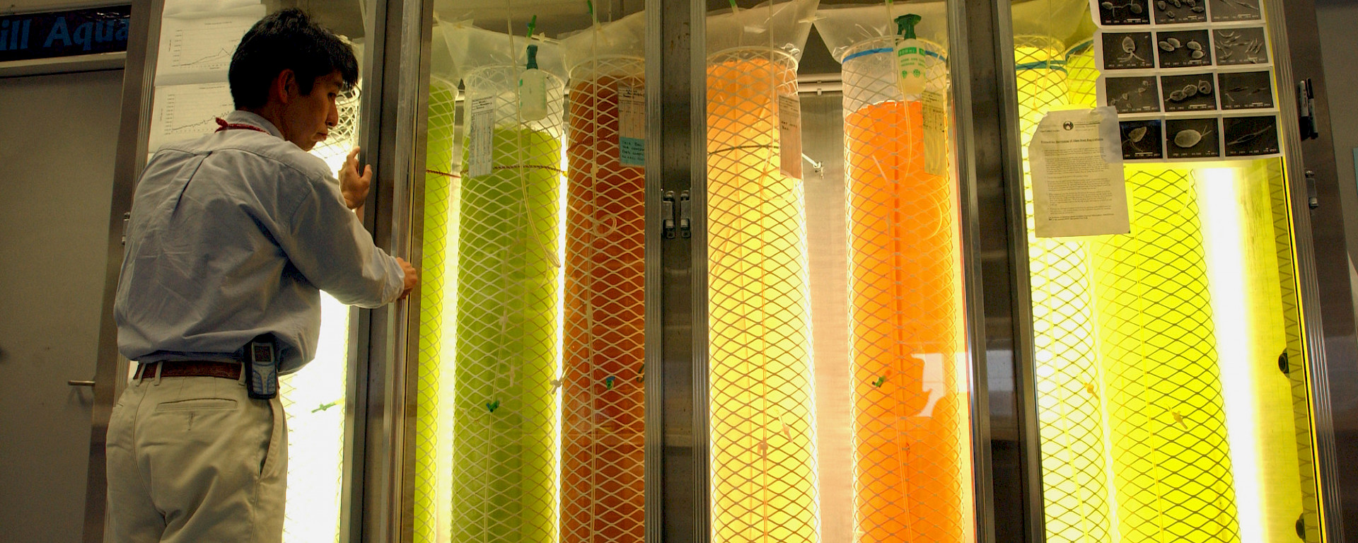 Large cylinders of green, orange and yellow phytoplankton cultures in a fridge.