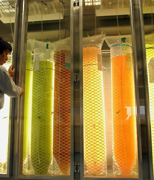 Large cylinders of green, orange and yellow phytoplankton cultures in a fridge.