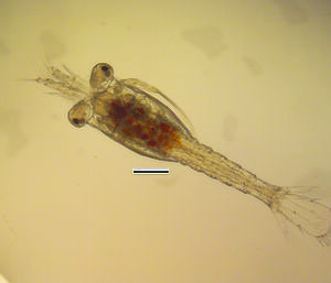 A late stage krill larva under the microscope.