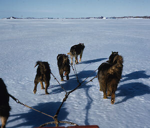 View of sledging huskies and harness from the view of the sledge passenger.