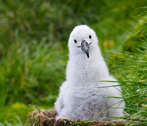 Albatross chick