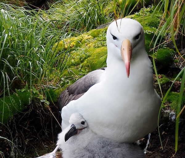 Black browed albatross chick