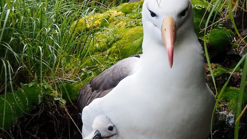 Black browed albatross chick