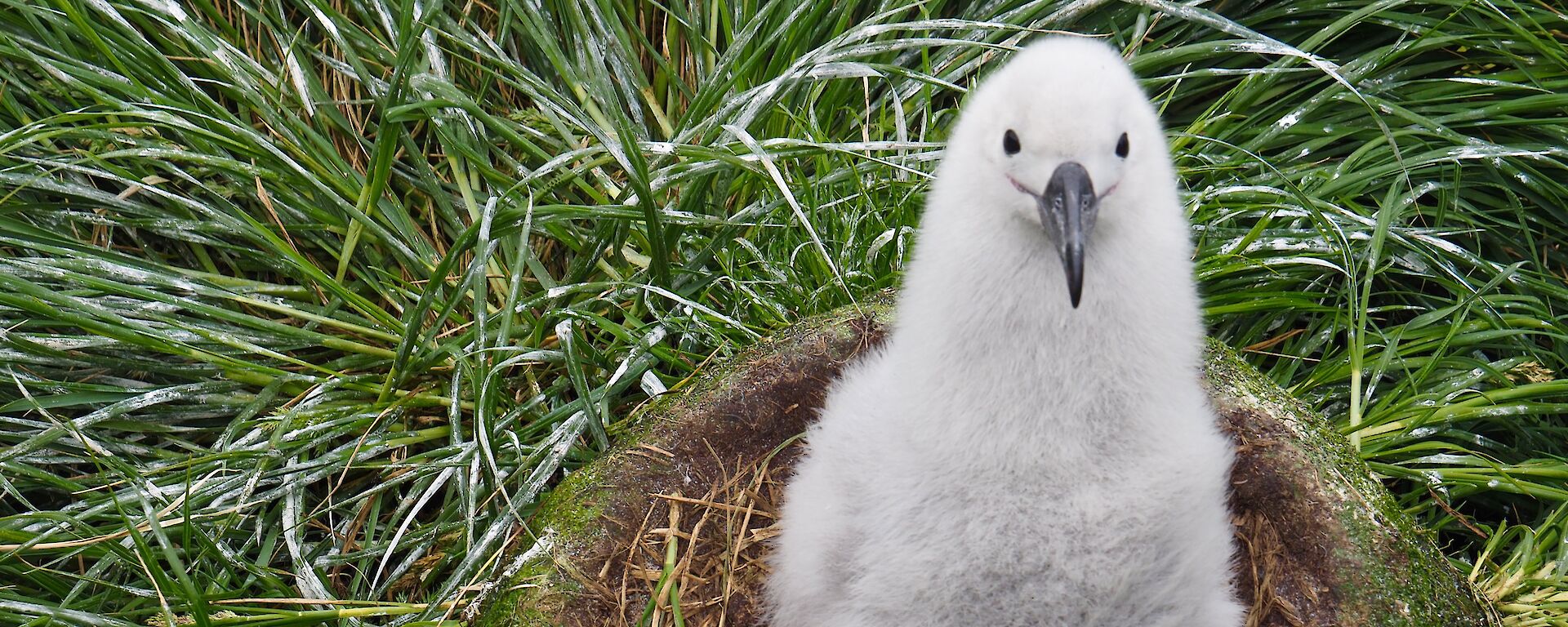 Black browed albatross chick