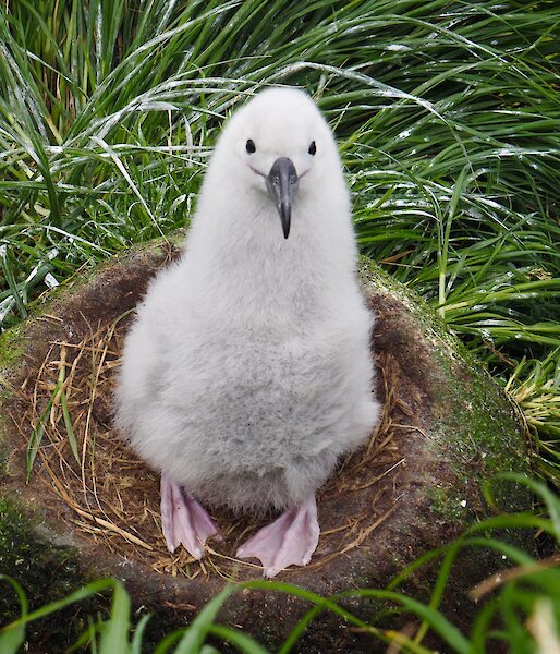 Black browed albatross chick