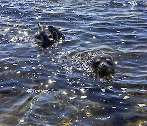 A friendly seal drops by to visit on Australia Day at Mawson