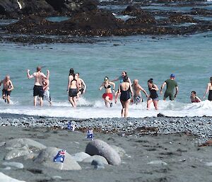 Australia day swim at Macquarie Island