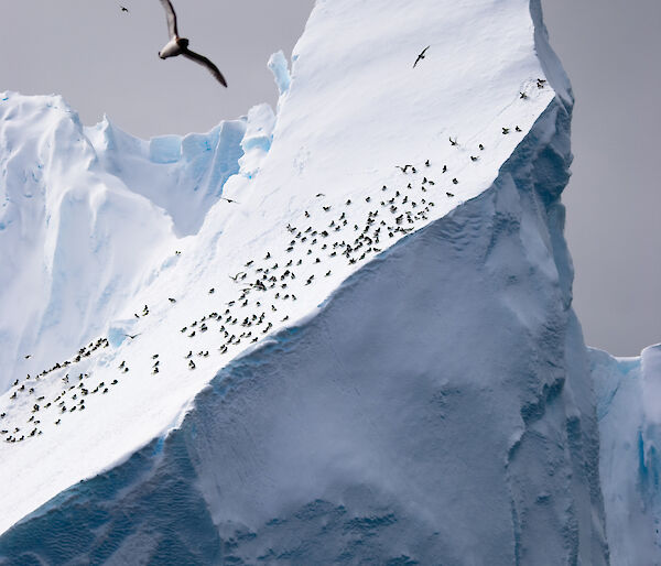 Antarctic petrel