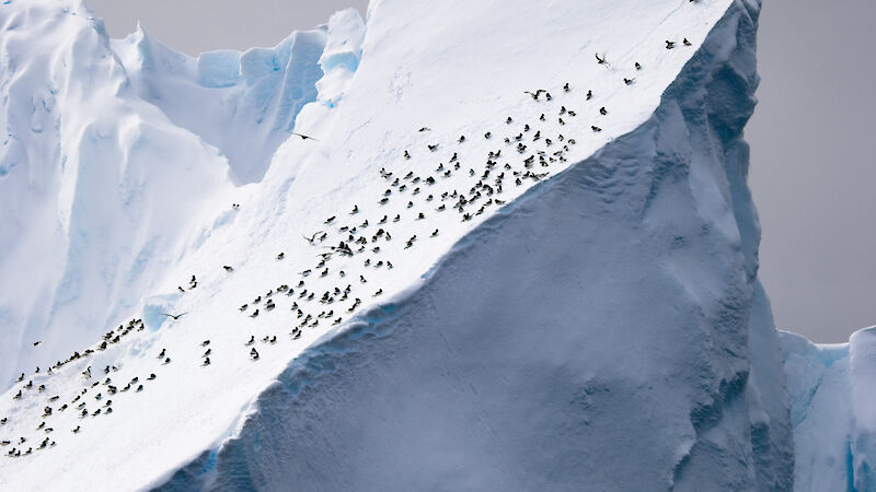 Antarctic petrel