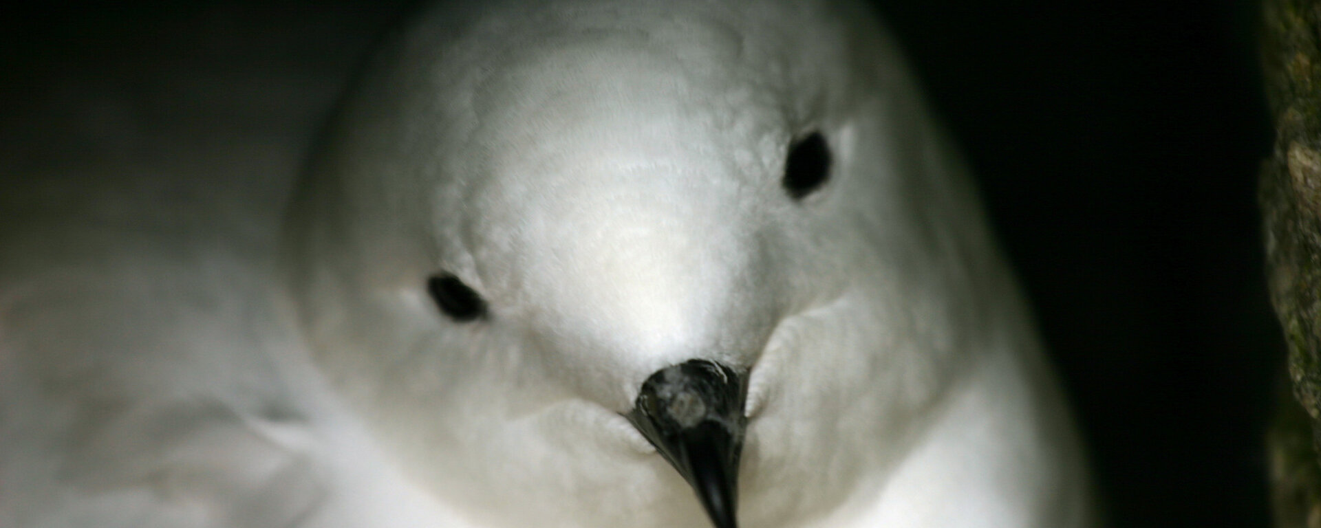 Snow petrel