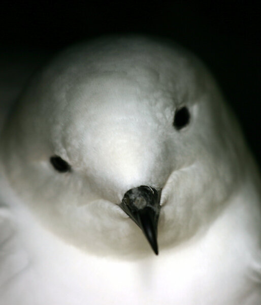 Snow petrel