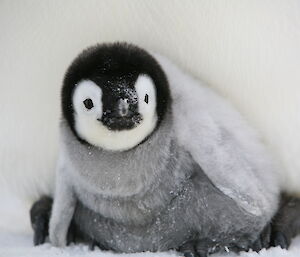 emperor penguin chick