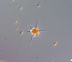Phytoplankton cells