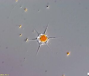 Phytoplankton cells