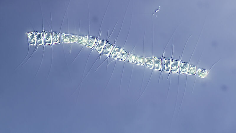 Phytoplankton cell