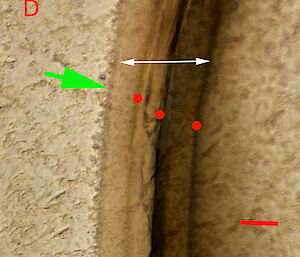 A cross section of a krill eye stalk showing the annual bands by which age can be determined