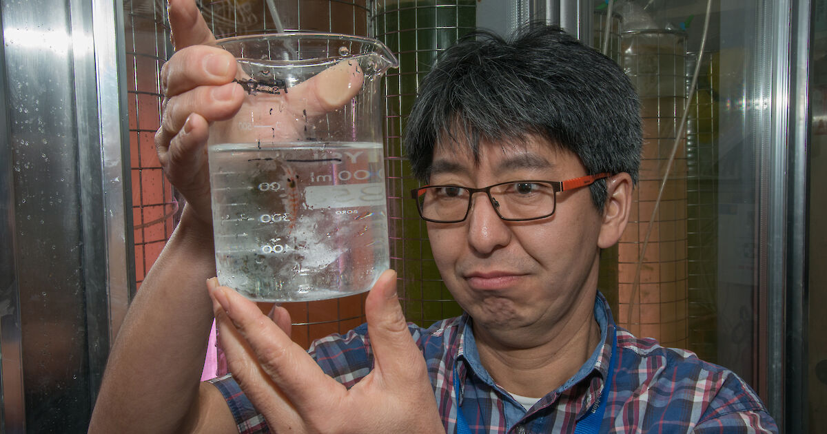 Insightful approach to aging Antarctic krill – Australian Antarctic