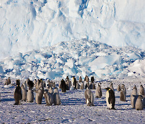 Emperor penguins and fledglings at Auster Rookery