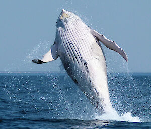 Humpback whale calf breaching