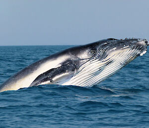 Humpback whale