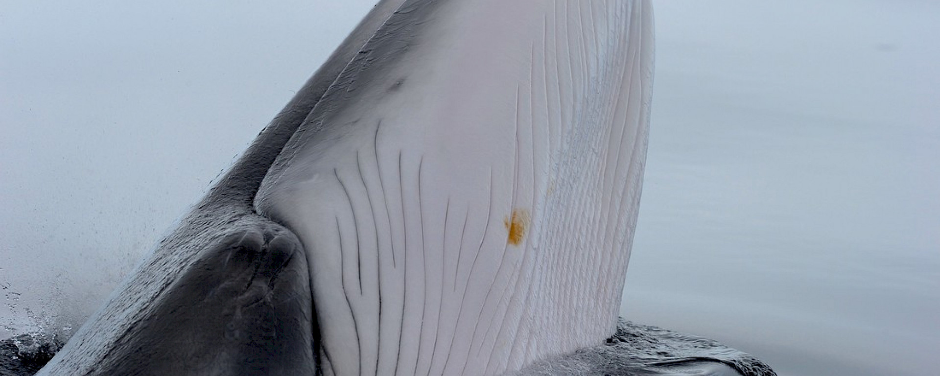 Minke whale spyhopping