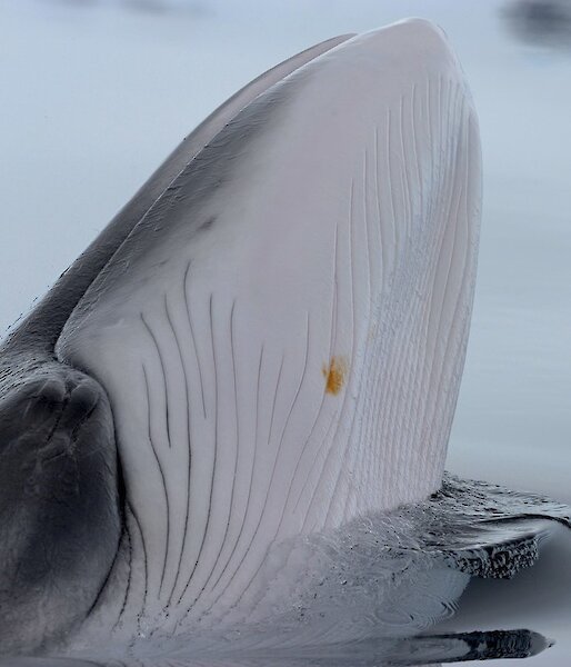 Minke whale spyhopping