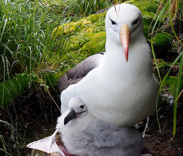 A black-browed albatross with chick, on Macquarie Island.