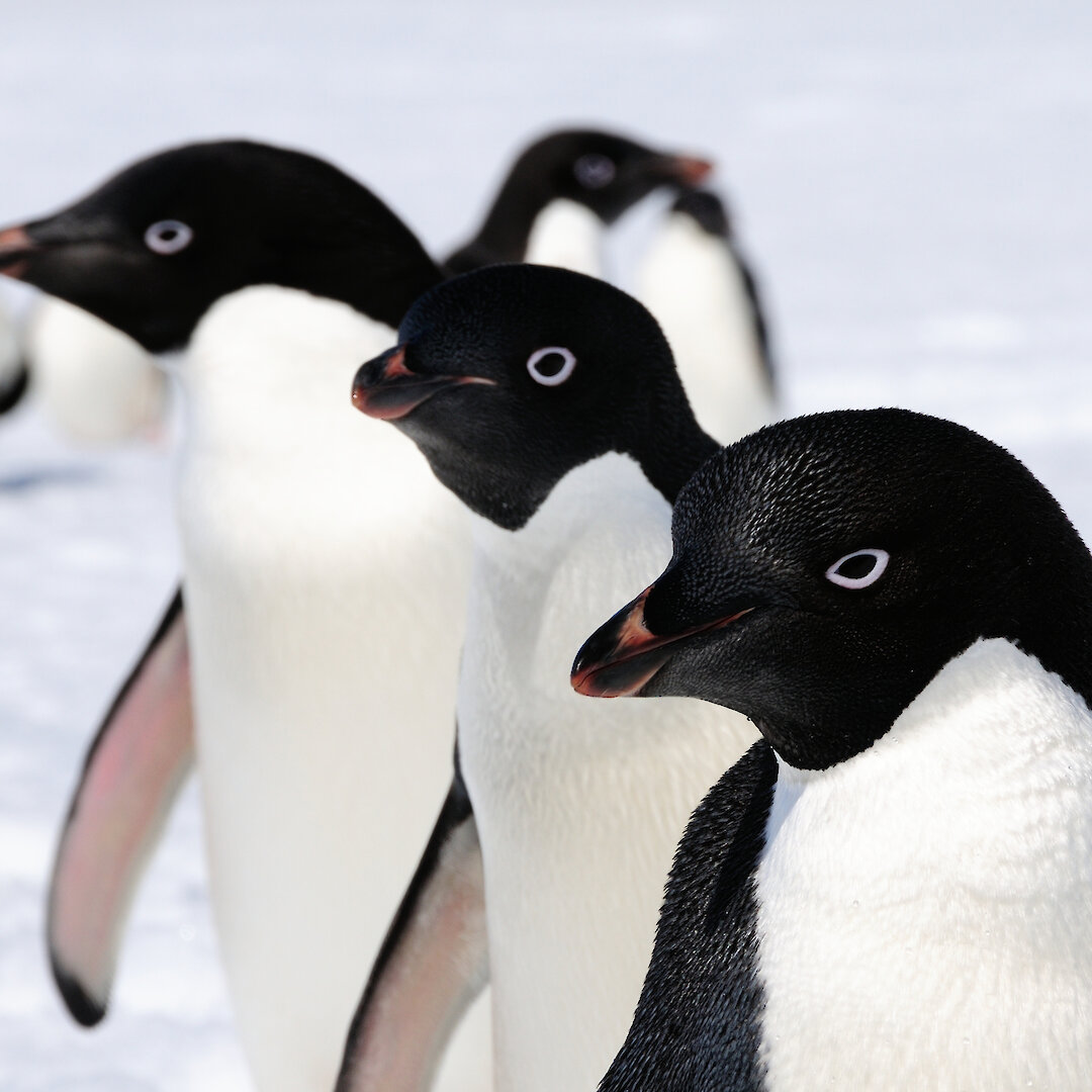 Millions of Adélie penguins call Antarctica home — Australian Antarctic