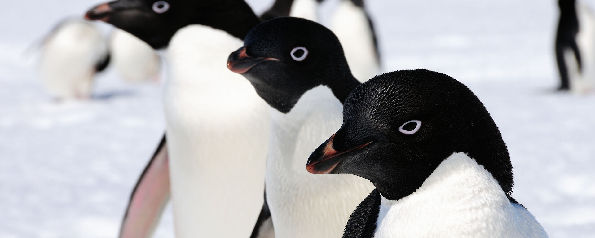 Adélie penguins, near Casey research station