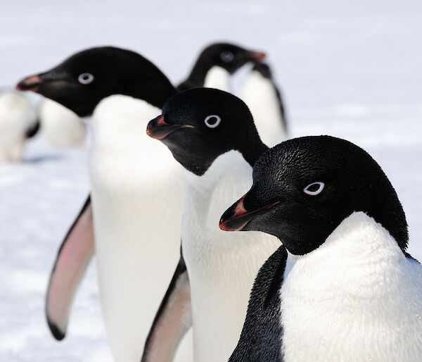 Adélie penguins, near Casey research station