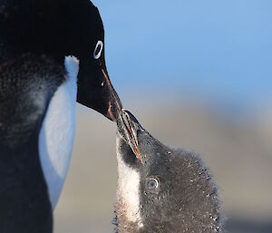 Adélie penguin feeding its chick on Béchervaise Island, near Mawson research station