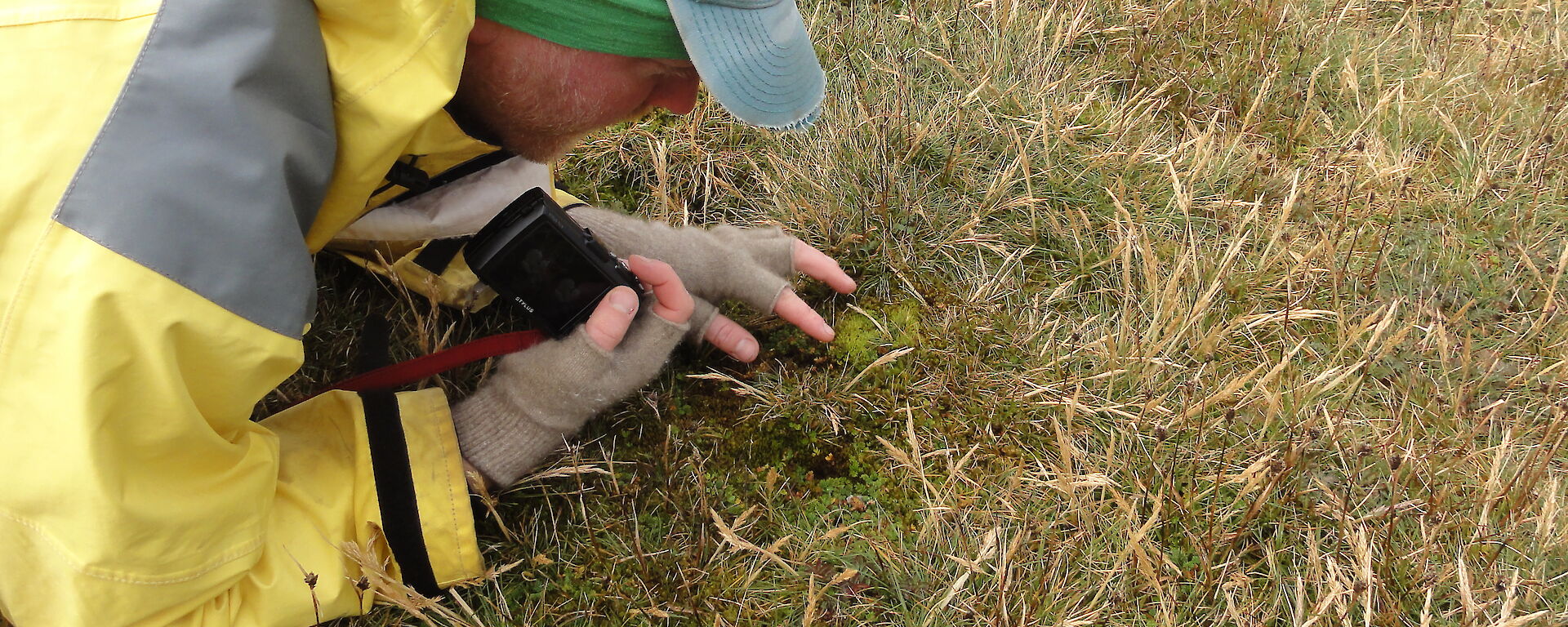 Dr Alex Fergus examines a specimen of Galium antarcticum growing with moss in short grassland near Skua Lake on Macquarie Island.