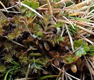 The cryptic Galium antarcticum growing amongst moss and grass.