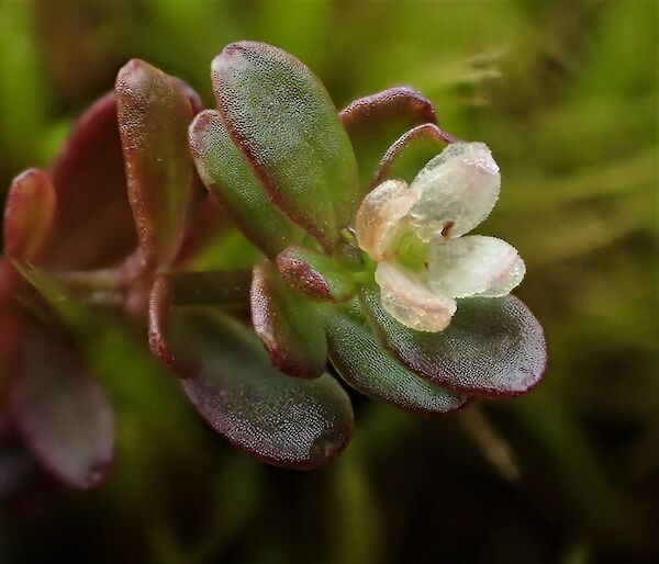 A small white flower at the end of a fleshy leaved stem of Galium antarcticum.