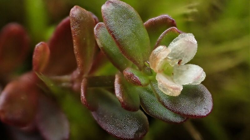 A small white flower at the end of a fleshy leaved stem of Galium antarcticum.
