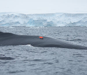 Humpback whale with whale cam tag