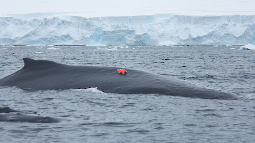 Humpback whale with whale cam tag
