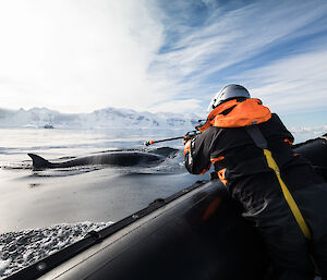 Whale research scientist, Dr Elanor Bell, deploying a LIMPET tag on a minke whale